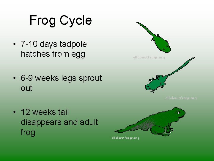Frog Cycle • 7 -10 days tadpole hatches from egg • 6 -9 weeks