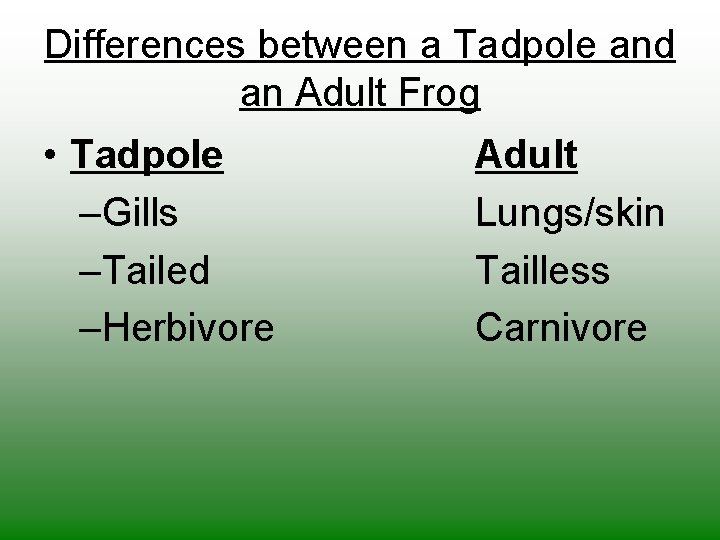 Differences between a Tadpole and an Adult Frog • Tadpole –Gills –Tailed –Herbivore Adult