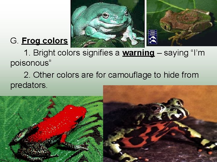 G. Frog colors 1. Bright colors signifies a warning – saying “I’m poisonous” 2.