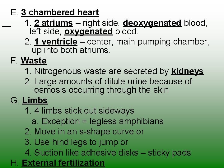 E. 3 chambered heart 1. 2 atriums – right side, deoxygenated blood, left side,