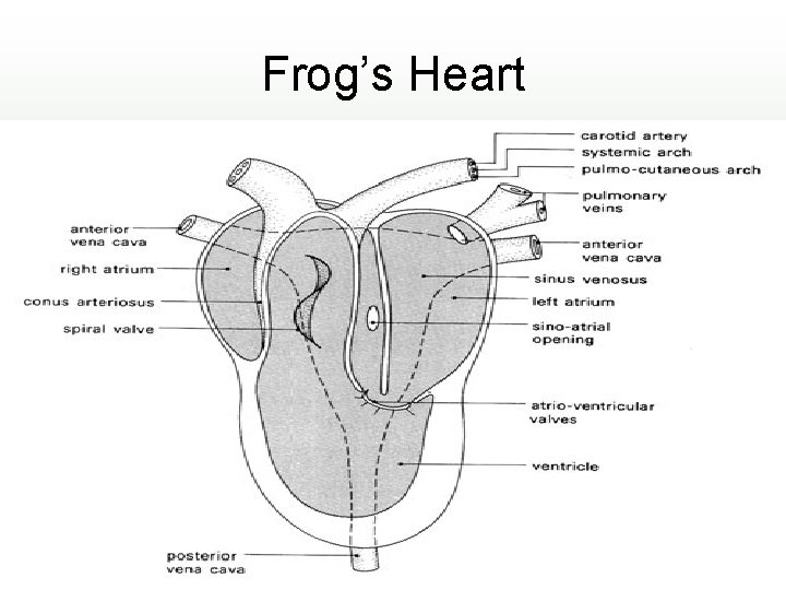 Frog’s Heart 