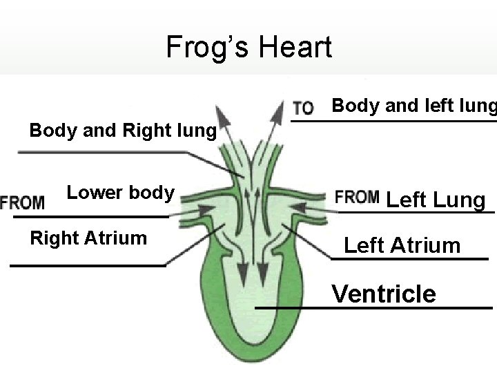 Frog’s Heart Body and left lung Body and Right lung Lower body Right Atrium