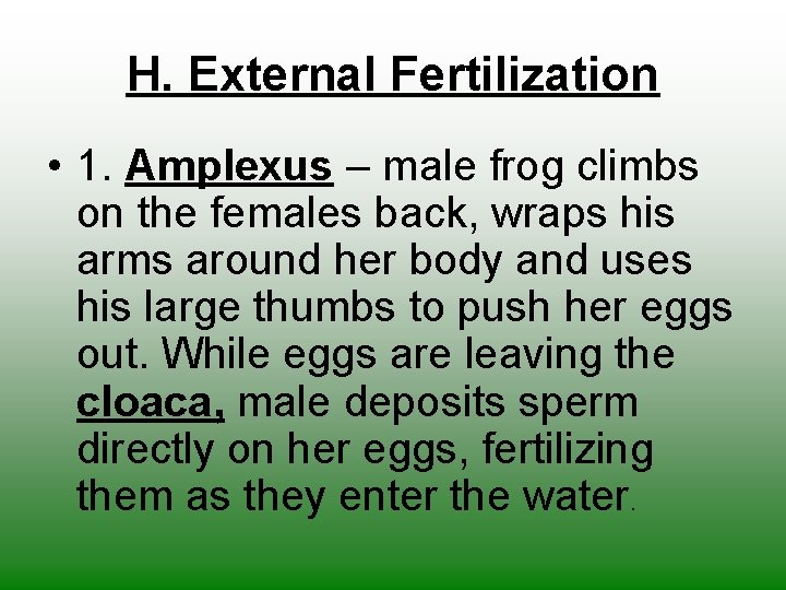 H. External Fertilization • 1. Amplexus – male frog climbs on the females back,
