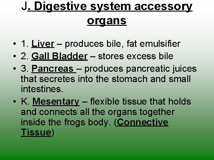 J. Digestive system accessory organs • 1. Liver – produces bile, fat emulsifier •