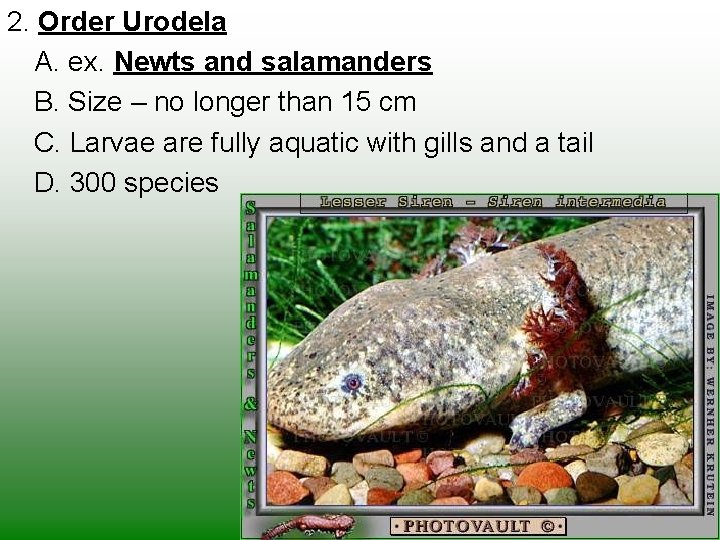 2. Order Urodela A. ex. Newts and salamanders B. Size – no longer than