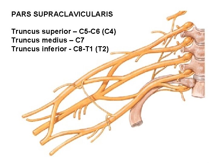 PARS SUPRACLAVICULARIS Truncus superior – C 5 -C 6 (C 4) Truncus medius –