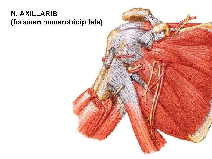 N. AXILLARIS (foramen humerotricipitale) 