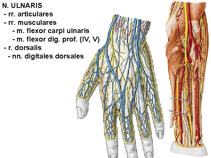 N. ULNARIS - rr. articulares - rr. musculares - m. flexor carpi ulnaris -
