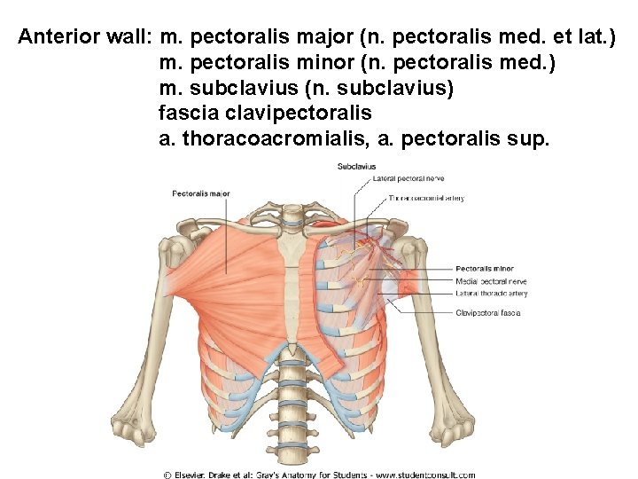 Anterior wall: m. pectoralis major (n. pectoralis med. et lat. ) m. pectoralis minor