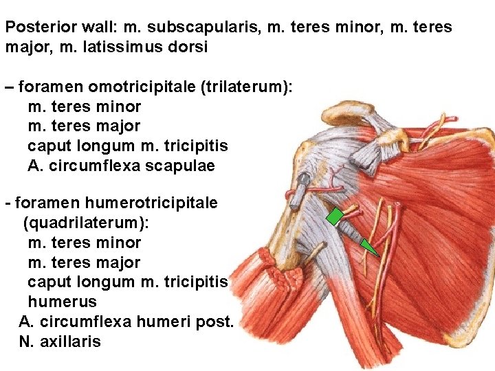 Posterior wall: m. subscapularis, m. teres minor, m. teres major, m. latissimus dorsi –