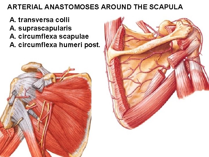 ARTERIAL ANASTOMOSES AROUND THE SCAPULA A. transversa colli A. suprascapularis A. circumflexa scapulae A.