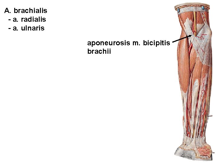 A. brachialis - a. radialis - a. ulnaris aponeurosis m. bicipitis brachii 