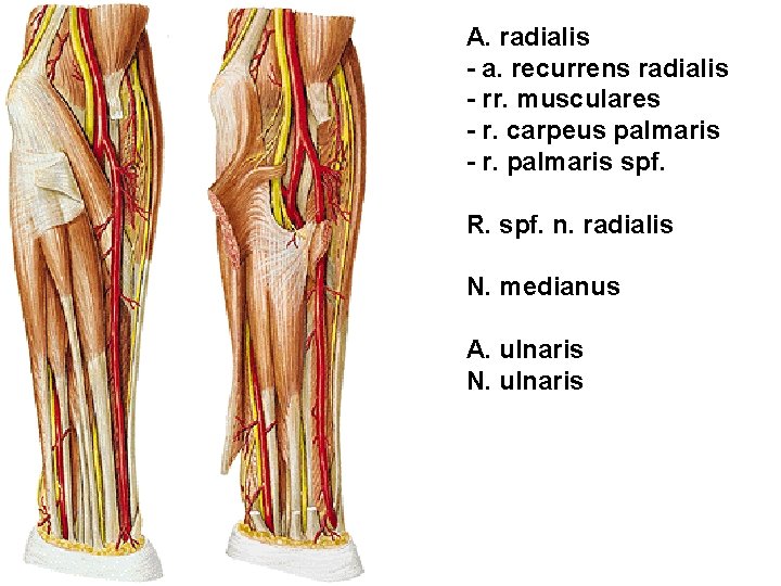 A. radialis - a. recurrens radialis - rr. musculares - r. carpeus palmaris -