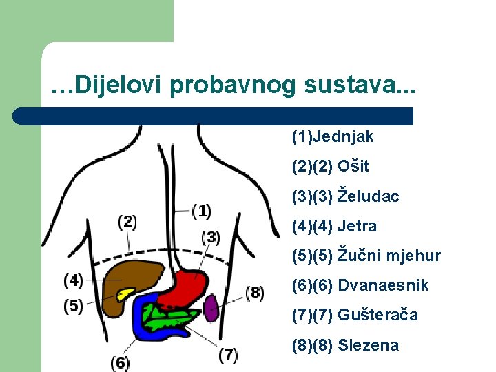 …Dijelovi probavnog sustava. . . (1)Jednjak (2)(2) Ošit (3)(3) Želudac (4)(4) Jetra (5)(5) Žučni