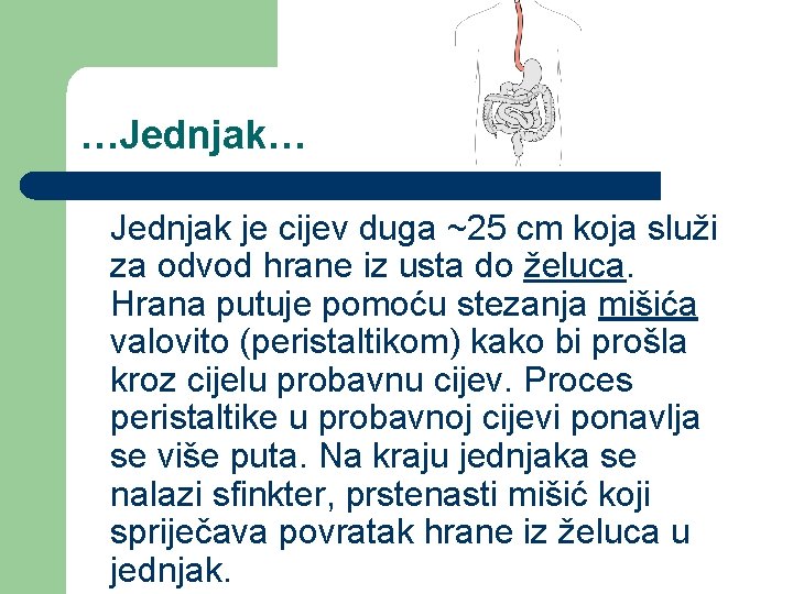 …Jednjak… Jednjak je cijev duga ~25 cm koja služi za odvod hrane iz usta
