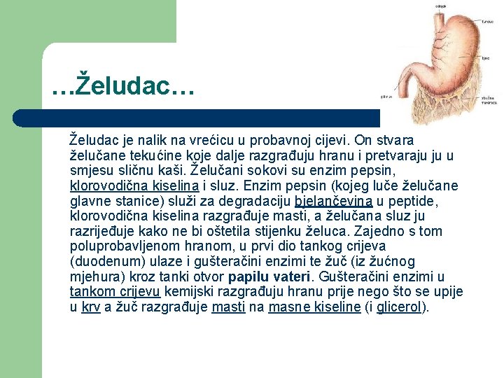 …Želudac… Želudac je nalik na vrećicu u probavnoj cijevi. On stvara želučane tekućine koje