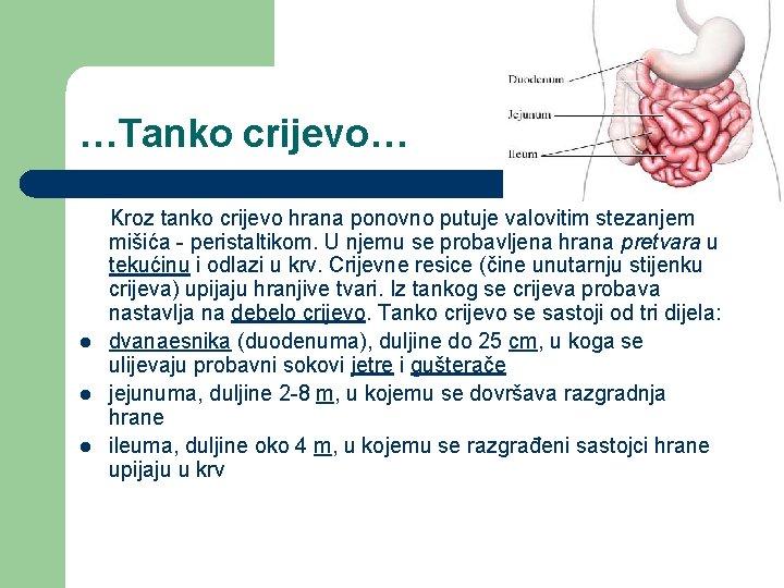 …Tanko crijevo… Kroz tanko crijevo hrana ponovno putuje valovitim stezanjem mišića - peristaltikom. U