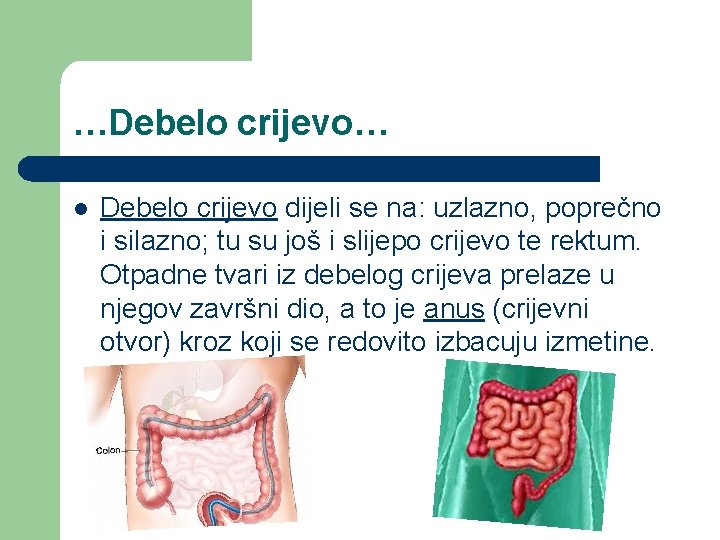 …Debelo crijevo… l Debelo crijevo dijeli se na: uzlazno, poprečno i silazno; tu su