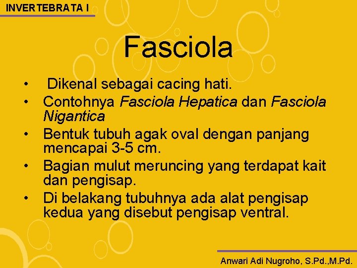 INVERTEBRATA I Fasciola • Dikenal sebagai cacing hati. • Contohnya Fasciola Hepatica dan Fasciola