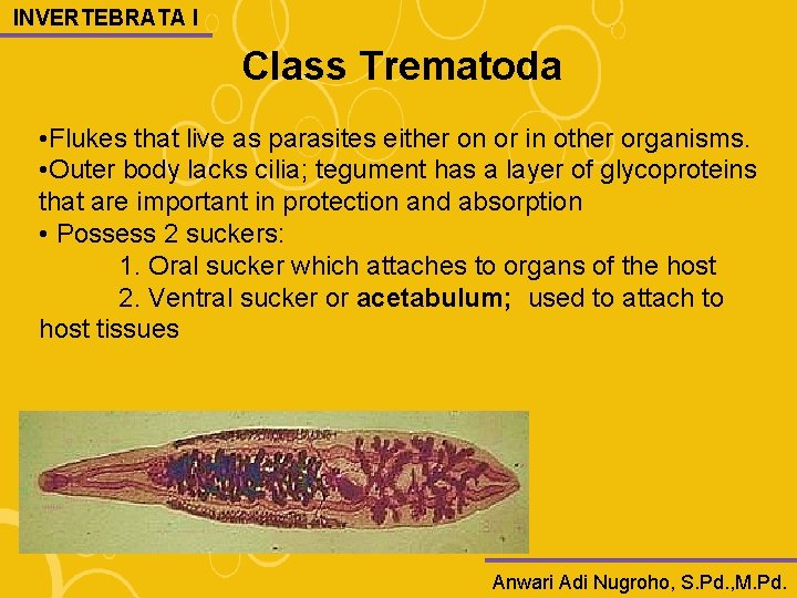 INVERTEBRATA I Class Trematoda • Flukes that live as parasites either on or in