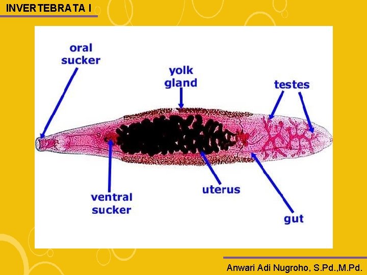 INVERTEBRATA I Anwari Adi Nugroho, S. Pd. , M. Pd. 