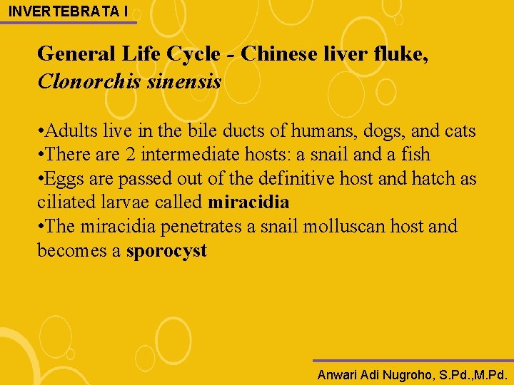 INVERTEBRATA I General Life Cycle - Chinese liver fluke, Clonorchis sinensis • Adults live