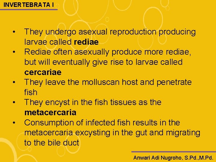 INVERTEBRATA I • • • They undergo asexual reproduction producing larvae called rediae Rediae