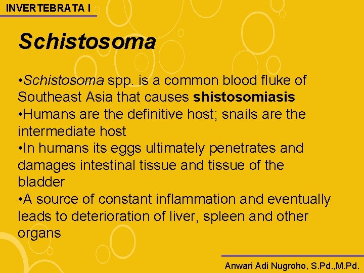 INVERTEBRATA I Schistosoma • Schistosoma spp. is a common blood fluke of Southeast Asia