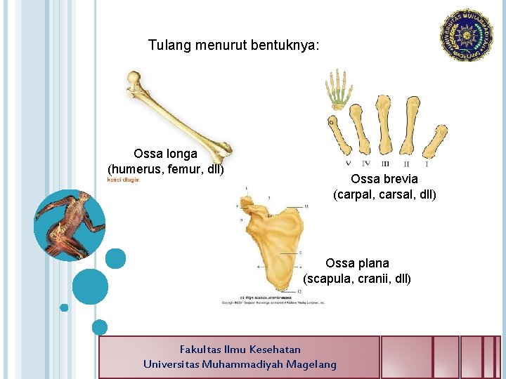 Tulang menurut bentuknya: Ossa longa (humerus, femur, dll) Ossa brevia (carpal, carsal, dll) Ossa