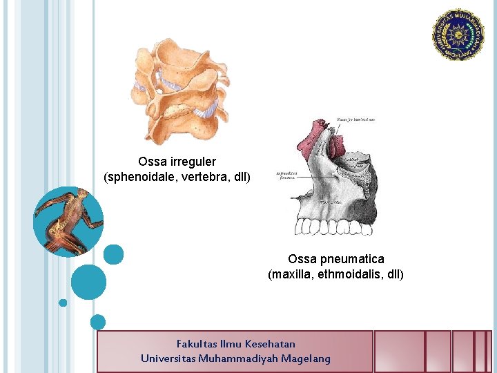 Ossa irreguler (sphenoidale, vertebra, dll) Ossa pneumatica (maxilla, ethmoidalis, dll) Fakultas Ilmu Kesehatan Universitas