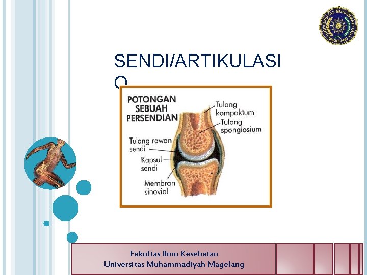 SENDI/ARTIKULASI O Fakultas Ilmu Kesehatan Universitas Muhammadiyah Magelang 