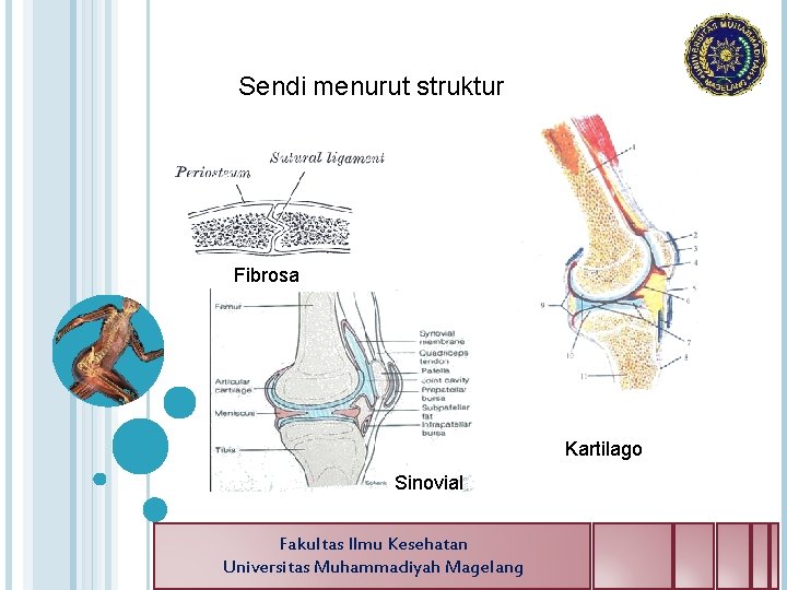 Sendi menurut struktur Fibrosa Kartilago Sinovial Fakultas Ilmu Kesehatan Universitas Muhammadiyah Magelang 