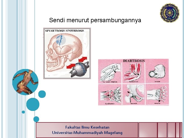 Sendi menurut persambungannya Fakultas Ilmu Kesehatan Universitas Muhammadiyah Magelang 