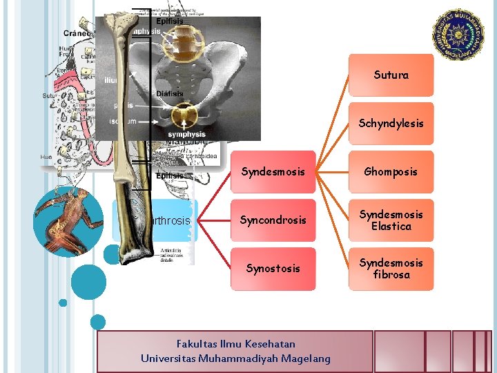 Sutura Schyndylesis 1. Sinarthrosis Syndesmosis Ghomposis Syncondrosis Syndesmosis Elastica Synostosis Syndesmosis fibrosa Fakultas Ilmu