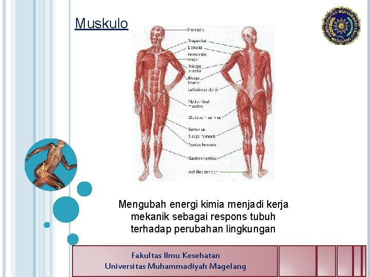 Muskulo Mengubah energi kimia menjadi kerja mekanik sebagai respons tubuh terhadap perubahan lingkungan Fakultas