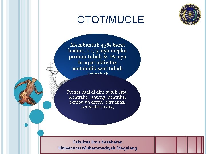 OTOT/MUCLE Membentuk 43% berat badan; > 1/3 -nya mrpkn protein tubuh & ½-nya tempat