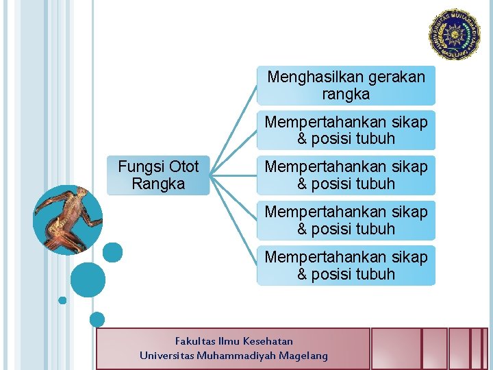 Menghasilkan gerakan rangka Mempertahankan sikap & posisi tubuh Fungsi Otot Rangka Mempertahankan sikap &