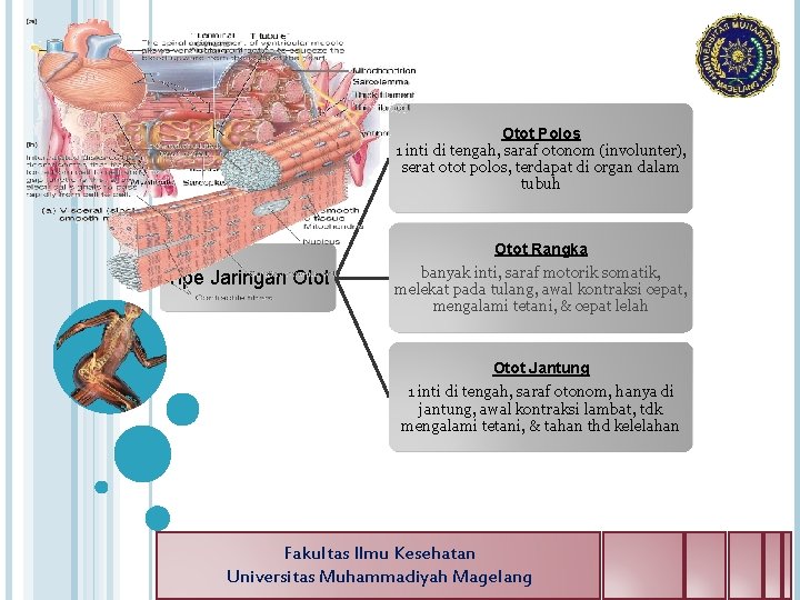 Otot Polos 1 inti di tengah, saraf otonom (involunter), serat otot polos, terdapat di