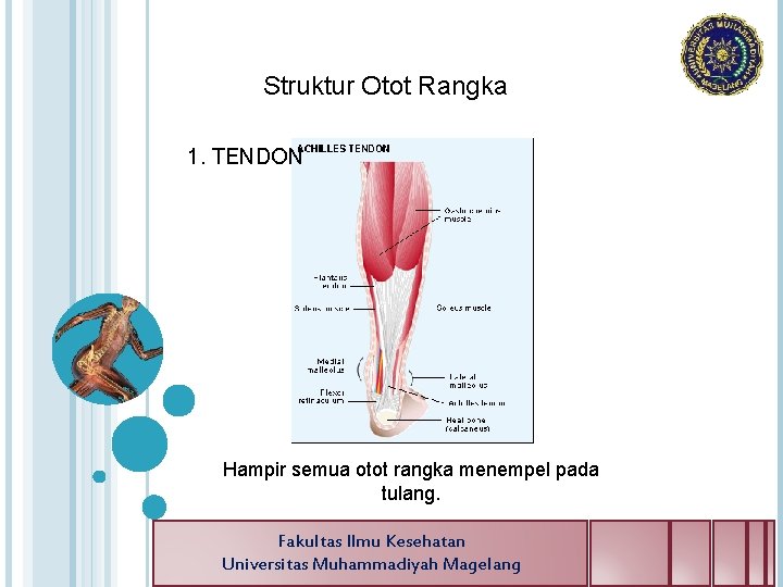 Struktur Otot Rangka 1. TENDON Hampir semua otot rangka menempel pada tulang. Fakultas Ilmu
