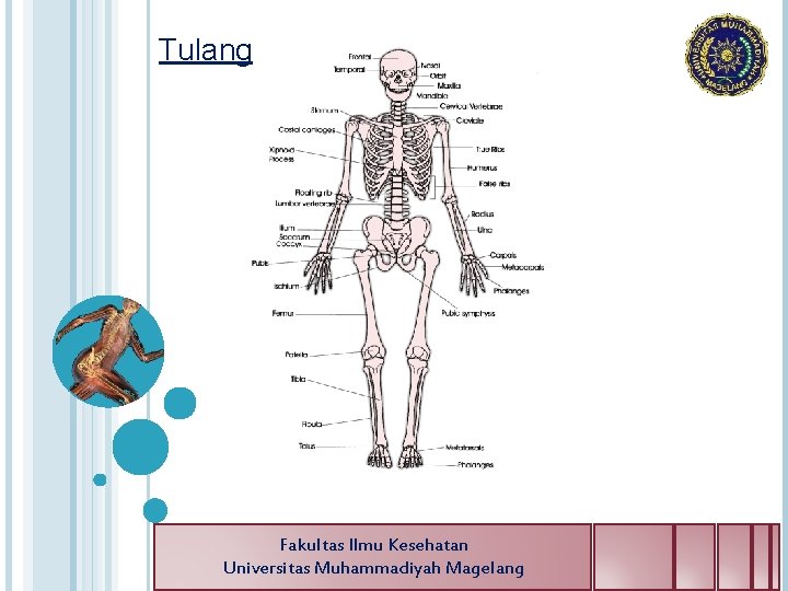 Tulang Fakultas Ilmu Kesehatan Universitas Muhammadiyah Magelang 