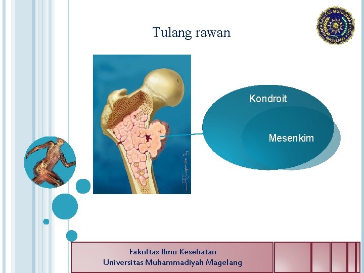 Tulang rawan Kondroit Mesenkim Fakultas Ilmu Kesehatan Universitas Muhammadiyah Magelang 