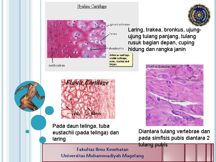 Laring, trakea, bronkus, ujung tulang panjang, tulang rusuk bagian depan, cuping hidung dan rangka