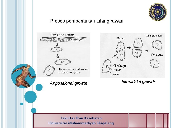 Proses pembentukan tulang rawan Appositional growth Fakultas Ilmu Kesehatan Universitas Muhammadiyah Magelang Interstisial growth