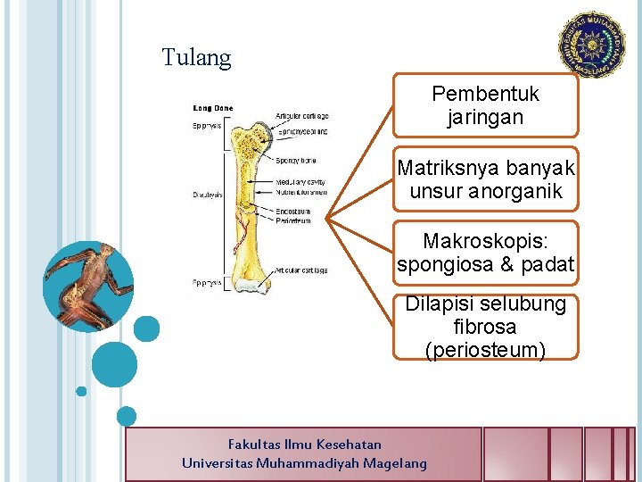 Tulang Pembentuk jaringan Matriksnya banyak unsur anorganik Makroskopis: spongiosa & padat Dilapisi selubung fibrosa