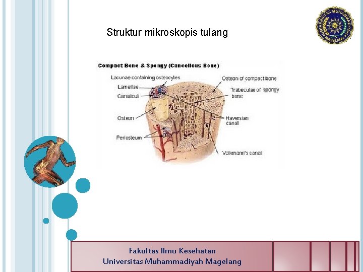 Struktur mikroskopis tulang Fakultas Ilmu Kesehatan Universitas Muhammadiyah Magelang 