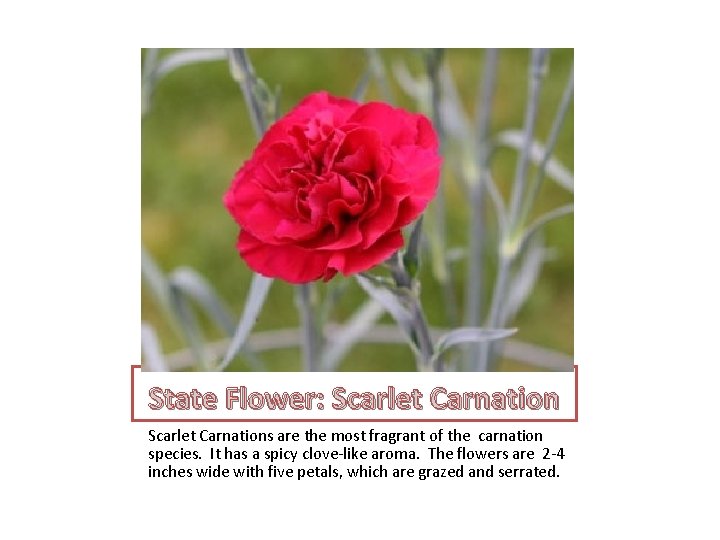 State Flower: Scarlet Carnations are the most fragrant of the carnation species. It has