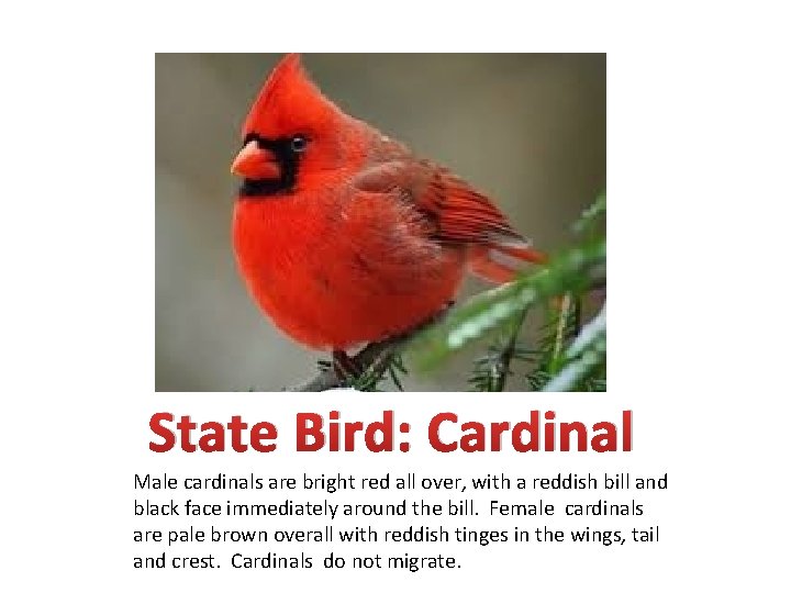 State Bird: Cardinal Male cardinals are bright red all over, with a reddish bill