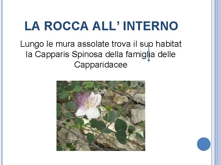LA ROCCA ALL’ INTERNO Lungo le mura assolate trova il suo habitat la Capparis