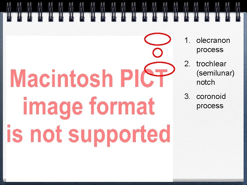 Ulna 1. olecranon process 2. trochlear (semilunar) notch 3. coronoid process 