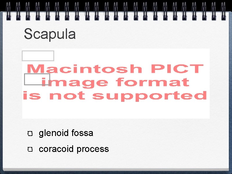 Scapula glenoid fossa coracoid process 